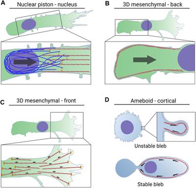 Non-muscle myosin II and the plasticity of 3D cell migration